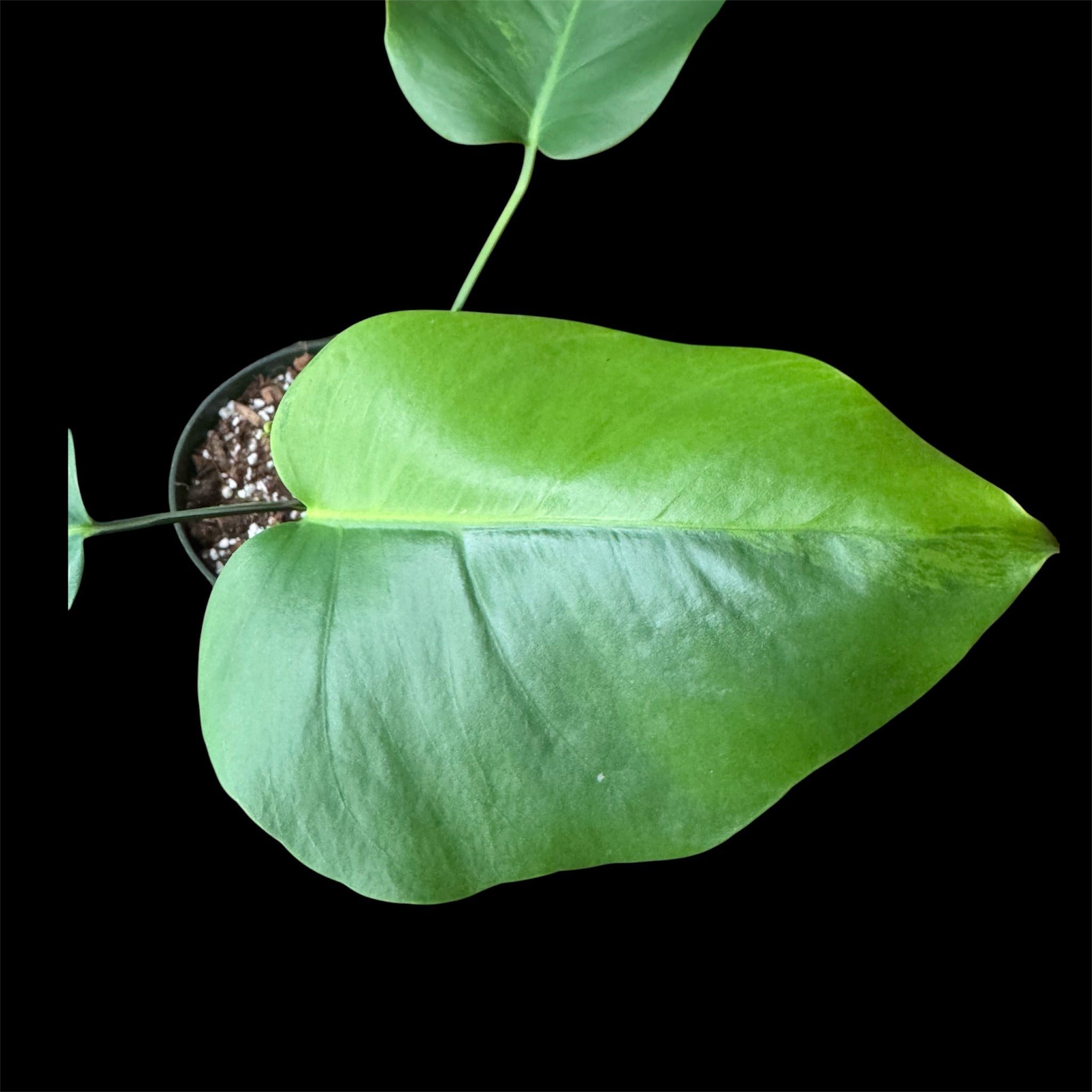 Monstera Green on Green Small Form
