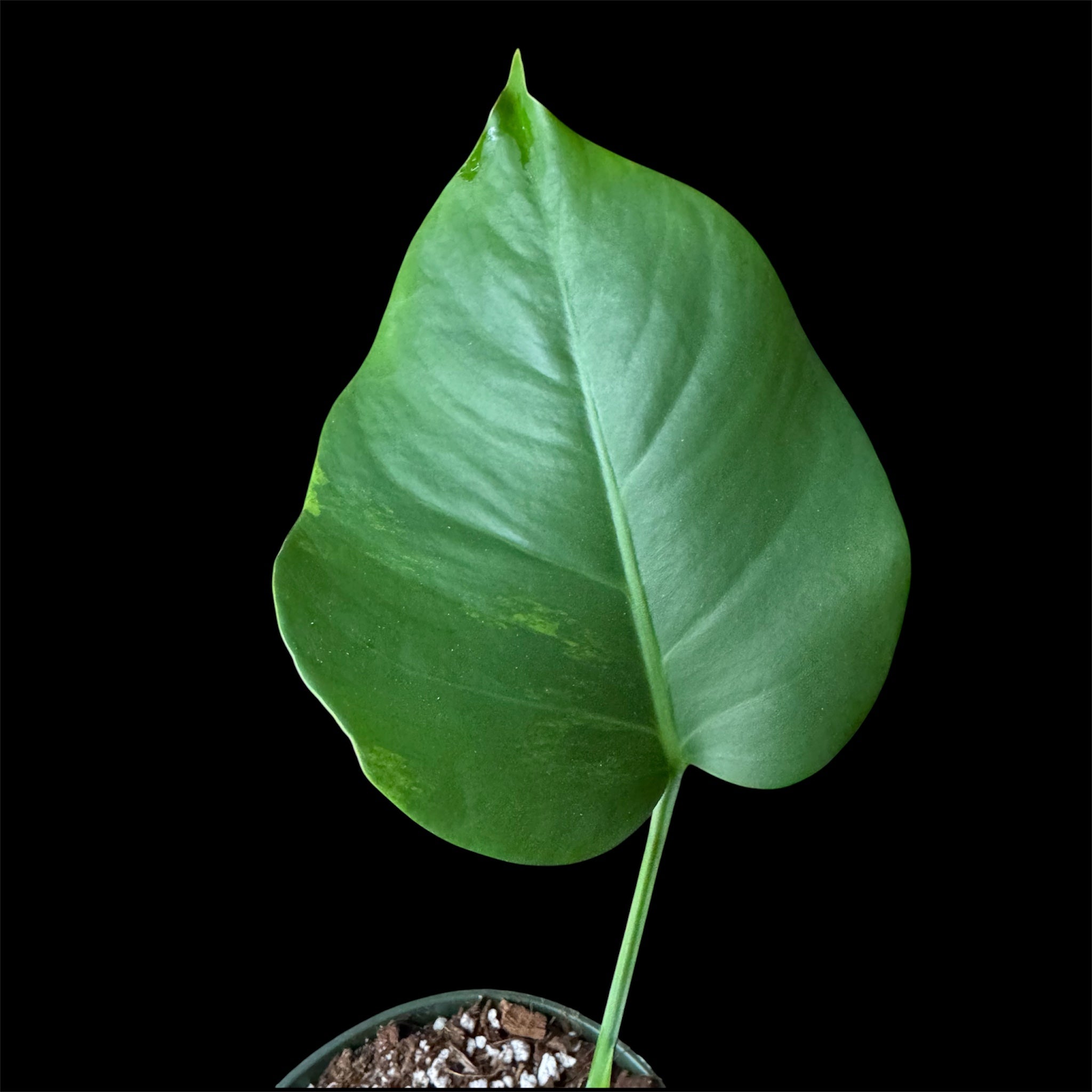 Monstera Green on Green Small Form