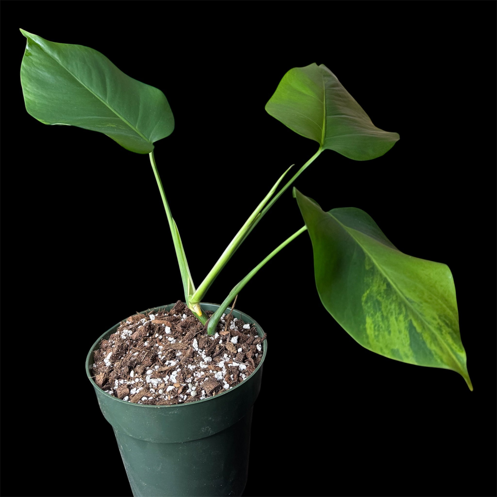 Monstera Green on Green Small Form