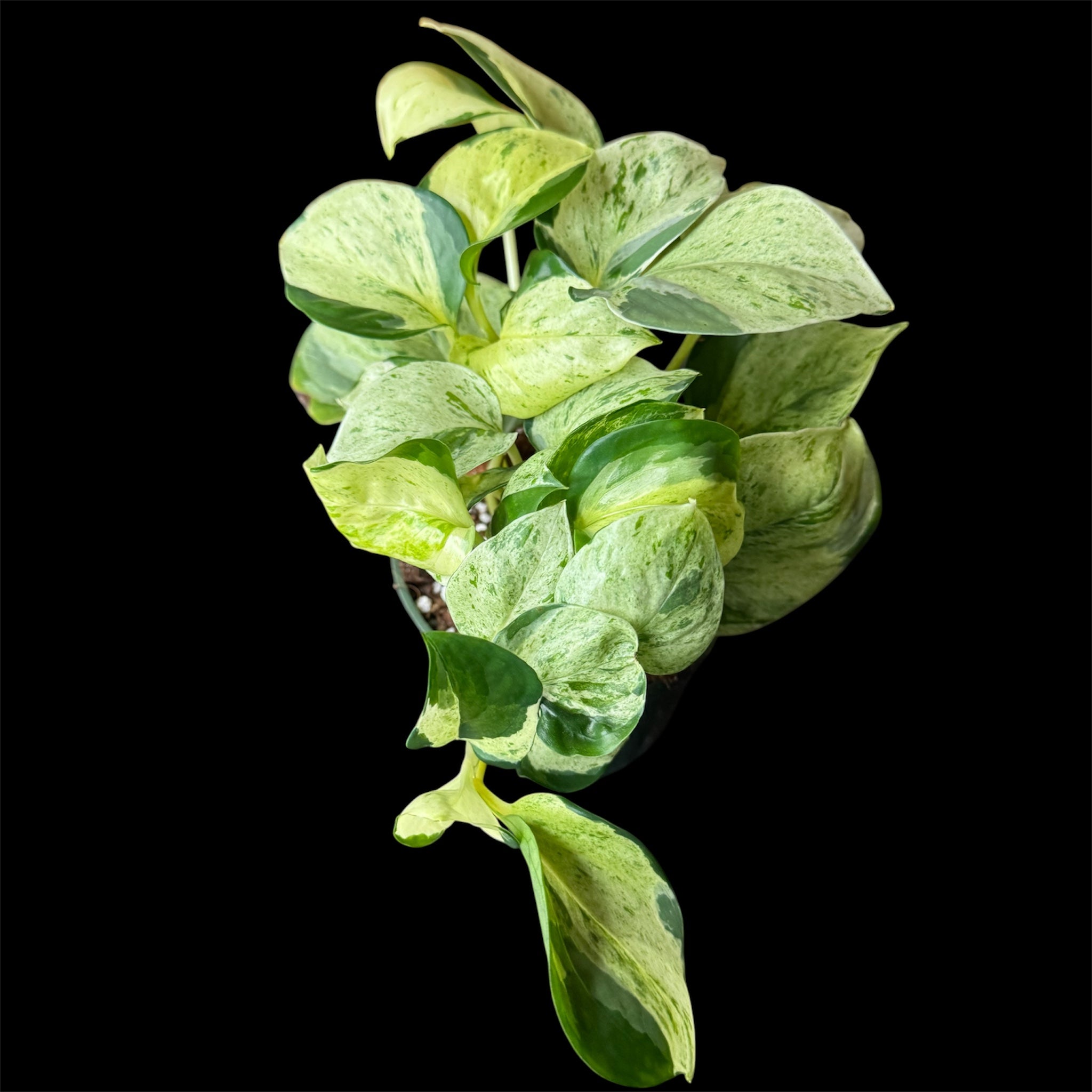 Manjula pothos
