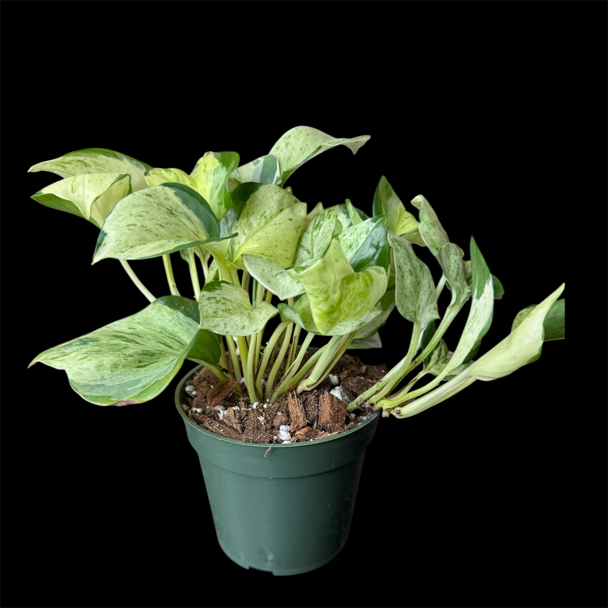 Manjula pothos