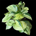 Manjula pothos