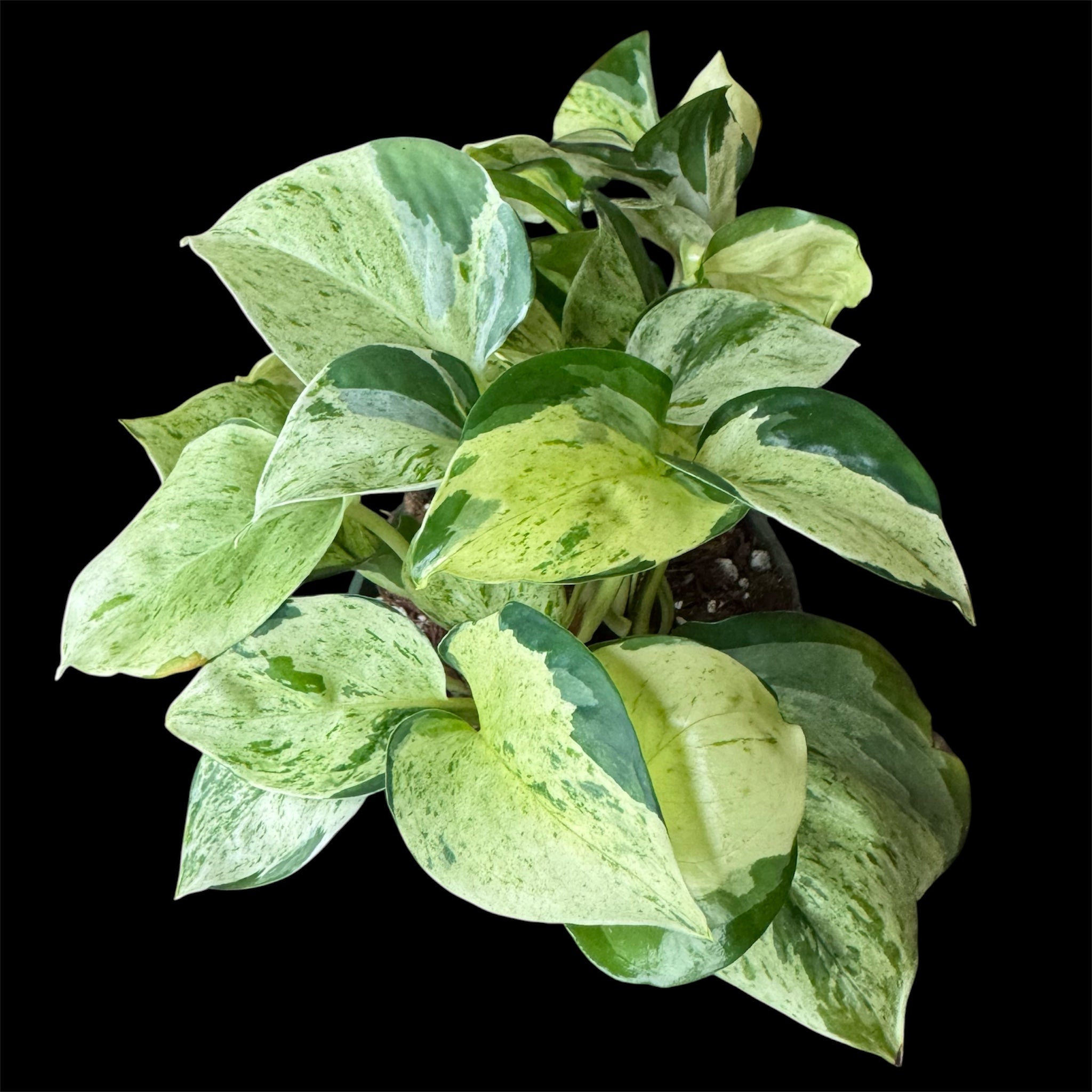 Manjula pothos