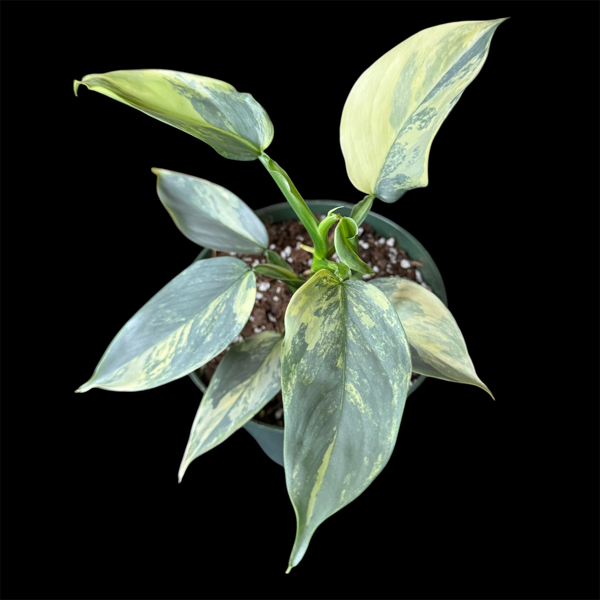 Philodendron Silver Sword Variegated