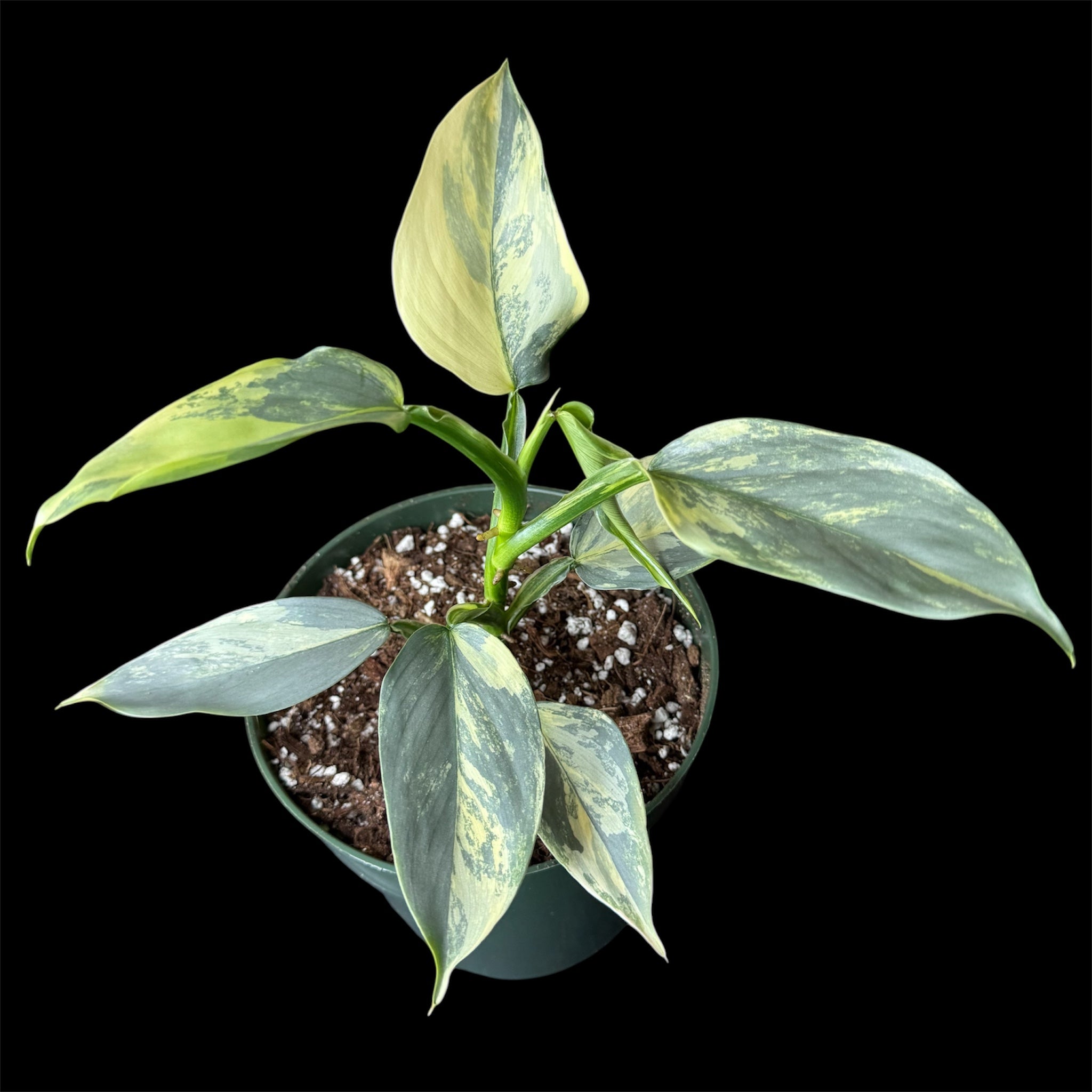 Philodendron Silver Sword Variegated