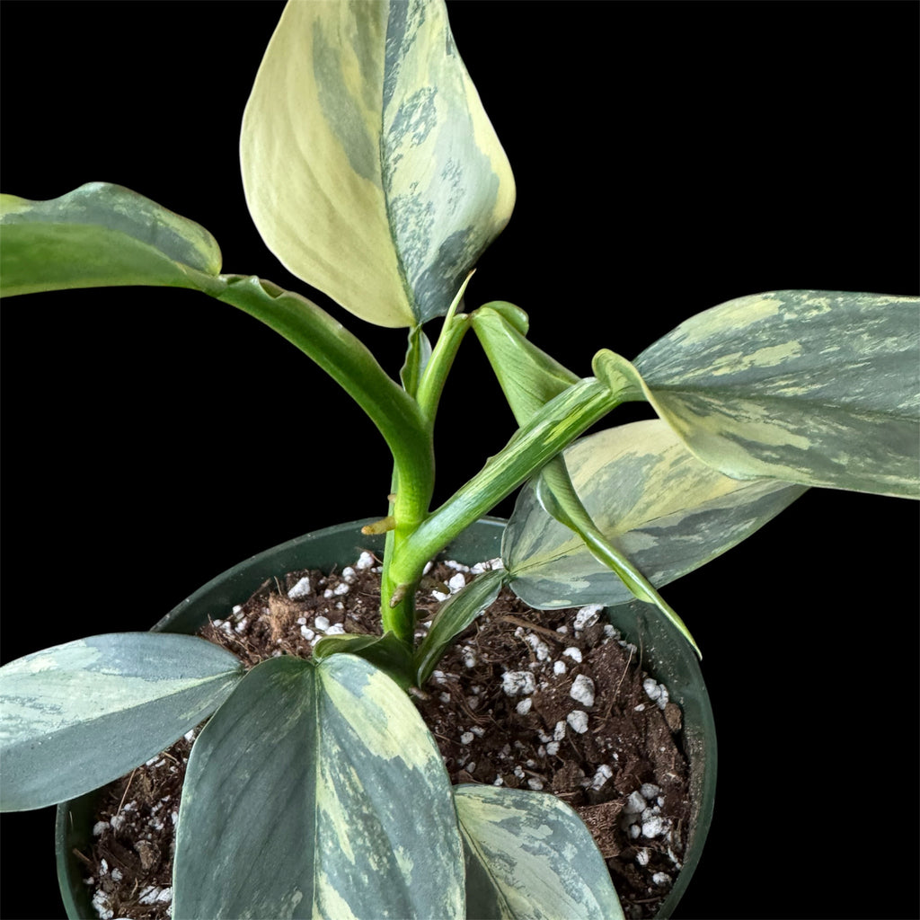 Philodendron Silver Sword Variegated