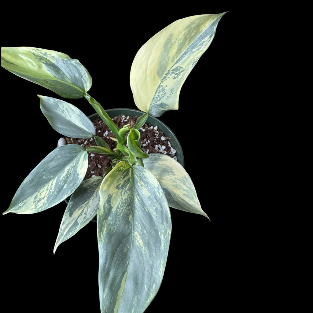Philodendron Silver Sword Variegated