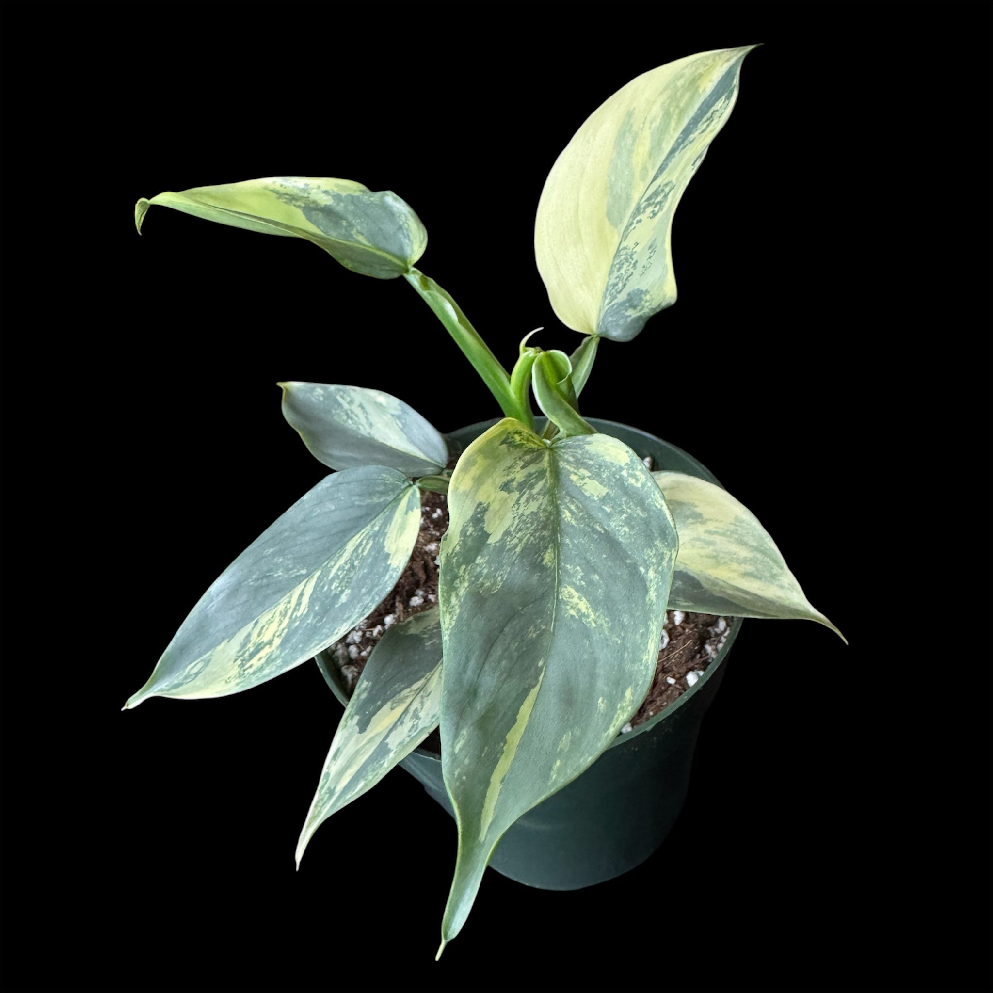 Philodendron Silver Sword Variegated