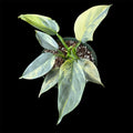Philodendron Silver Sword Variegated