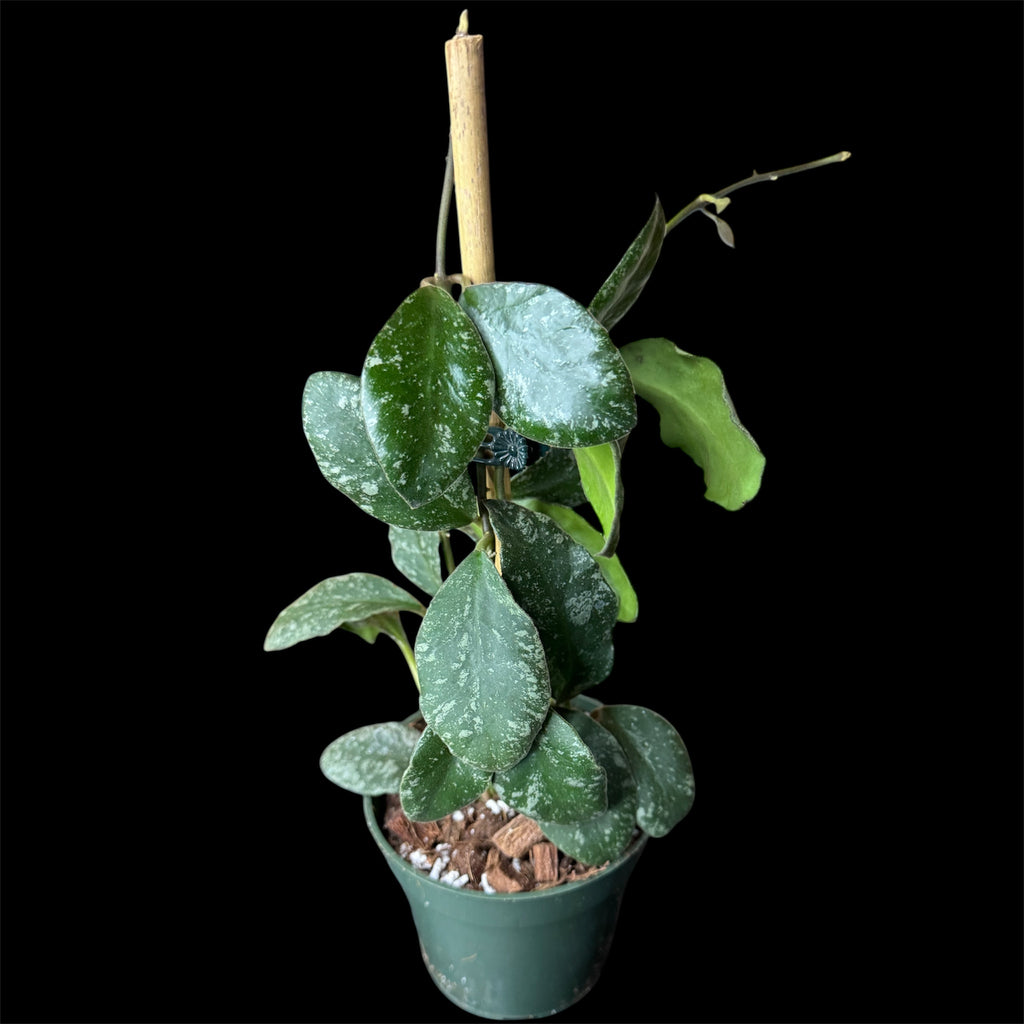 Hoya waymaniae splash