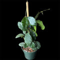 Hoya waymaniae splash
