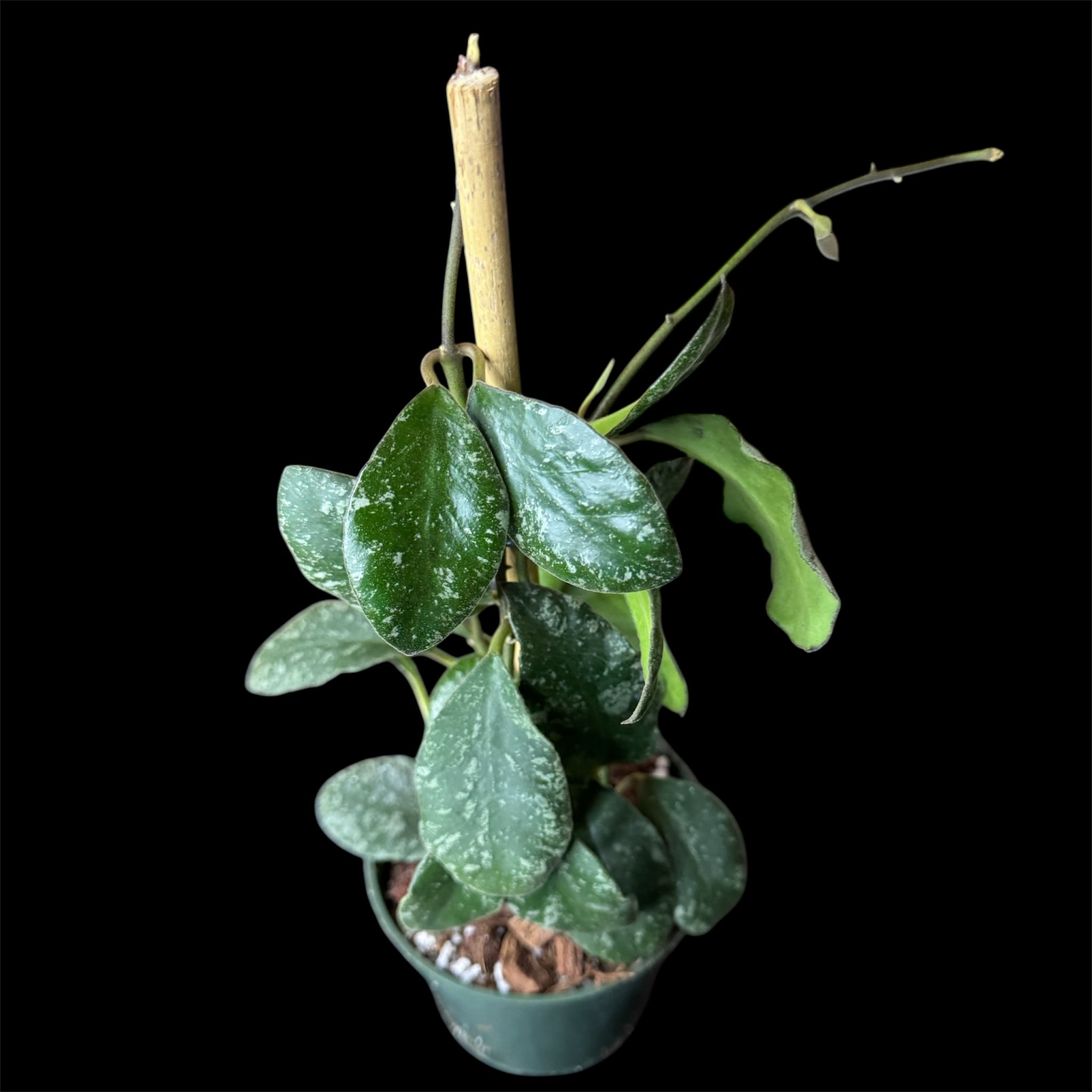 Hoya waymaniae splash