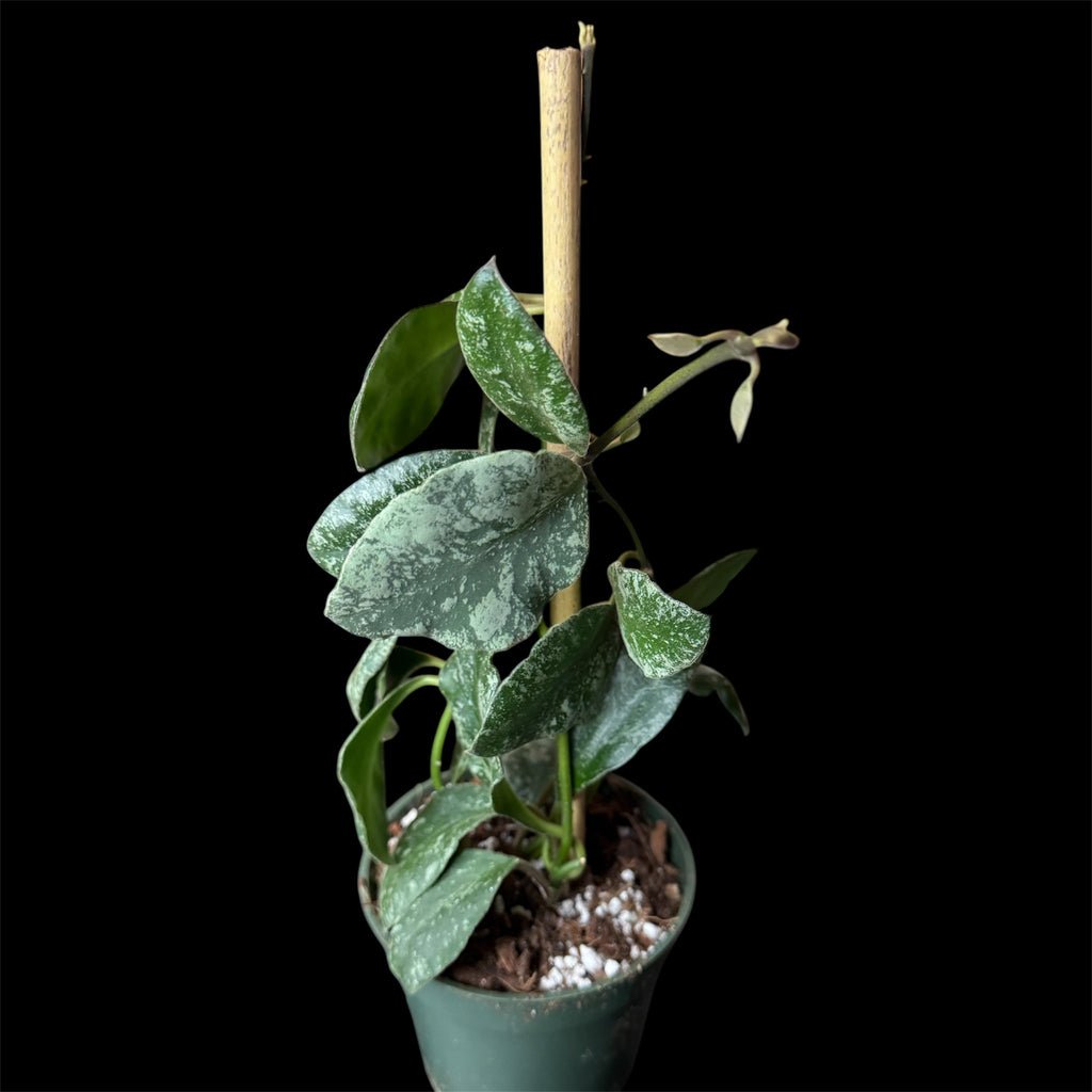 Hoya waymaniae splash