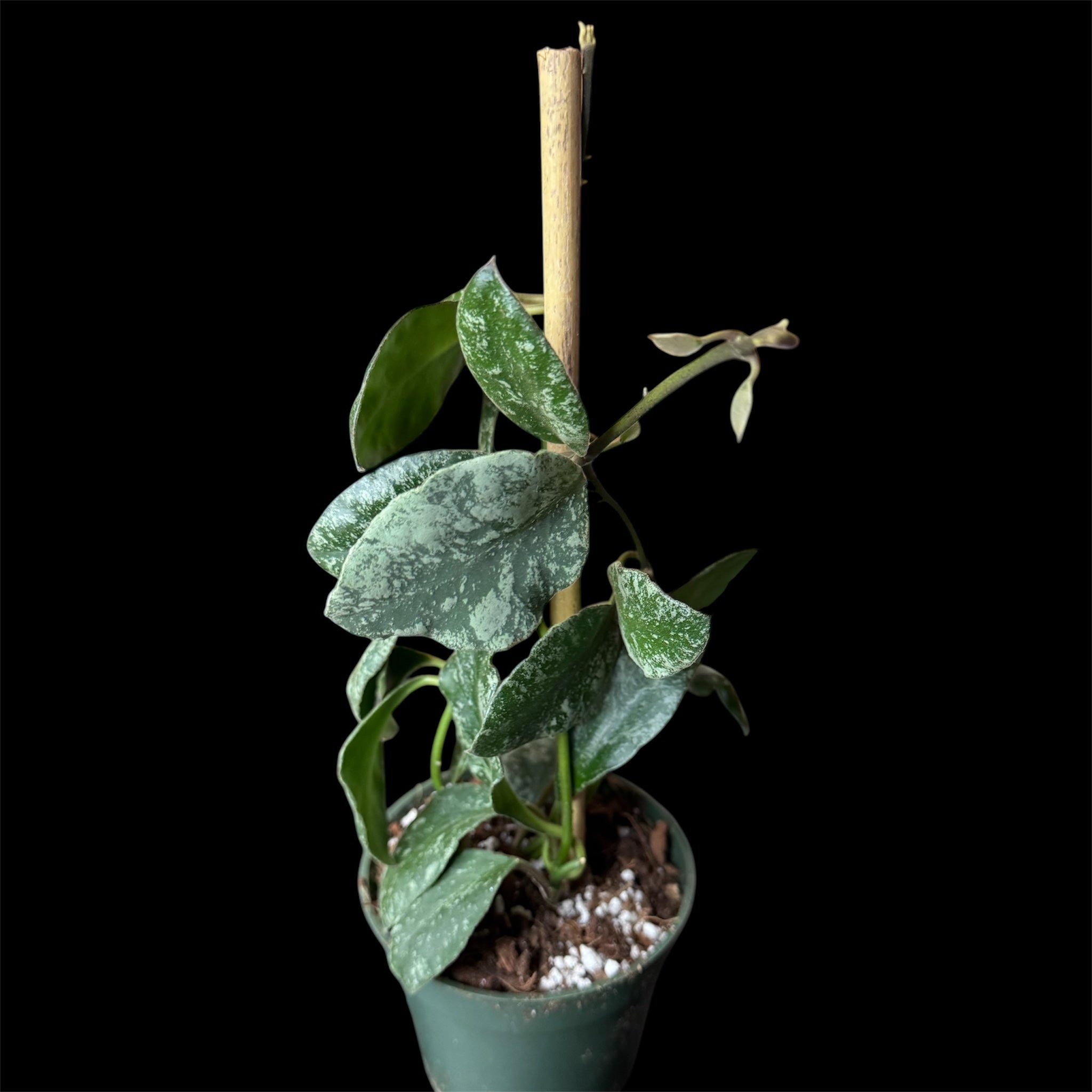 Hoya waymaniae splash