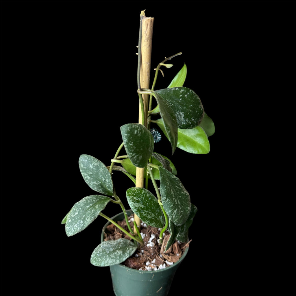 Hoya waymaniae splash