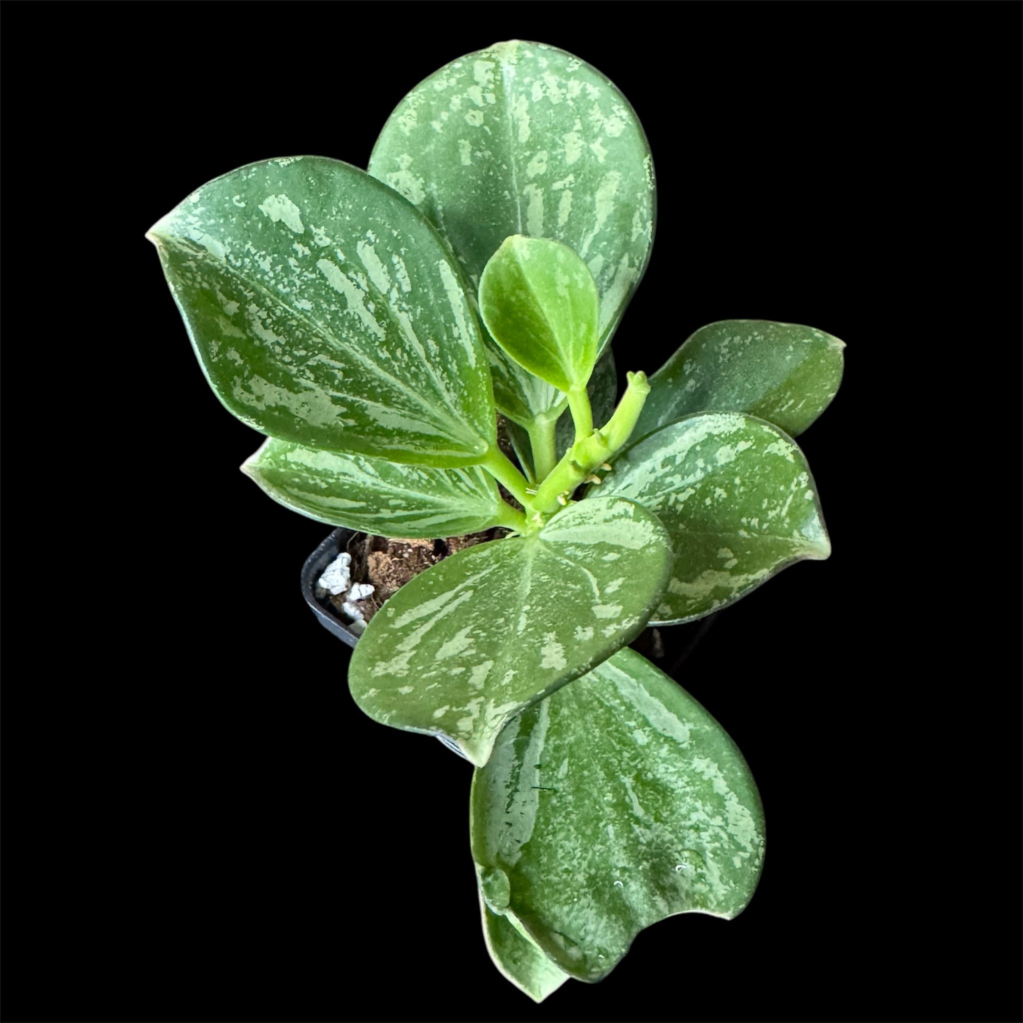 Hoya pachyclada splash