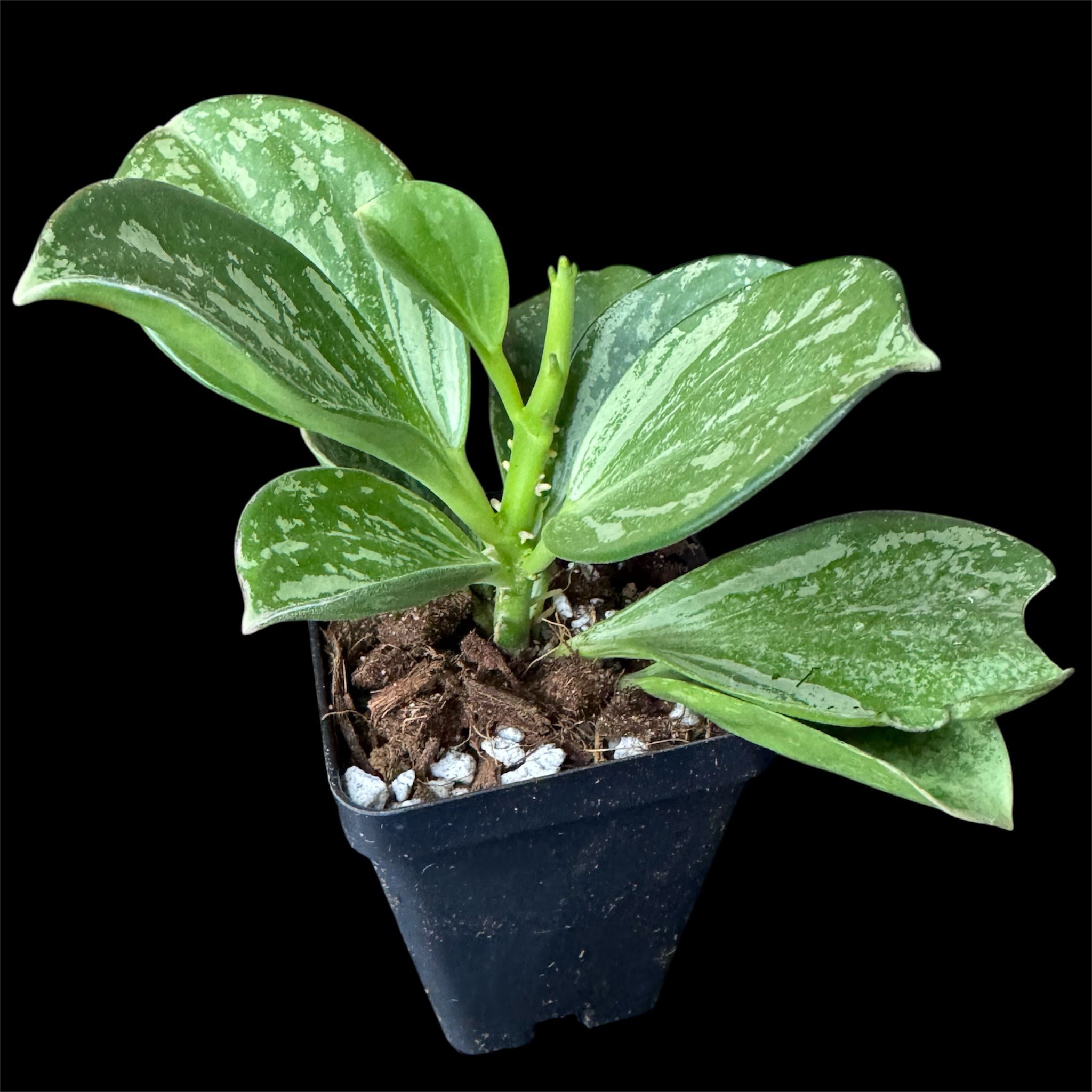 Hoya pachyclada splash