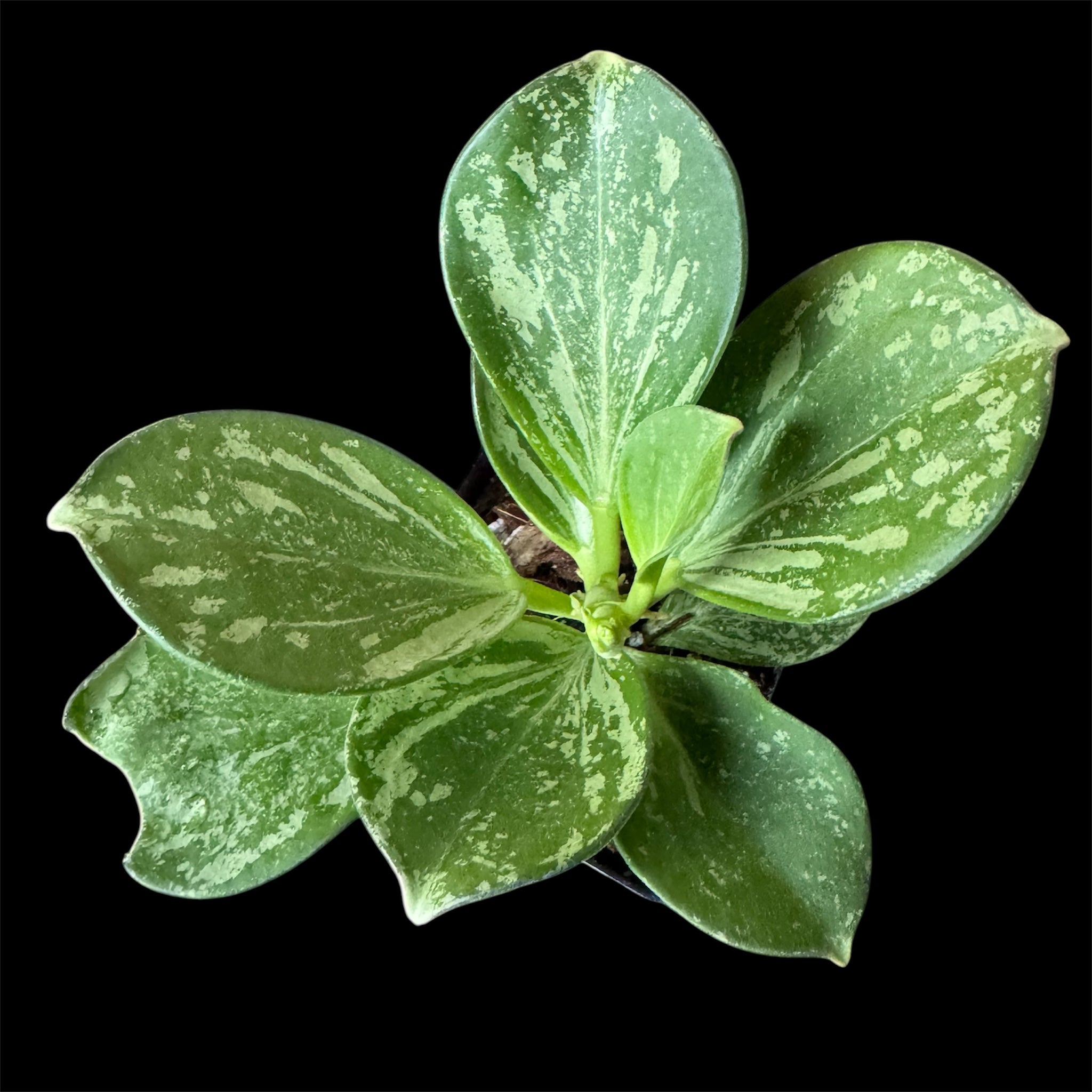 Hoya pachyclada splash
