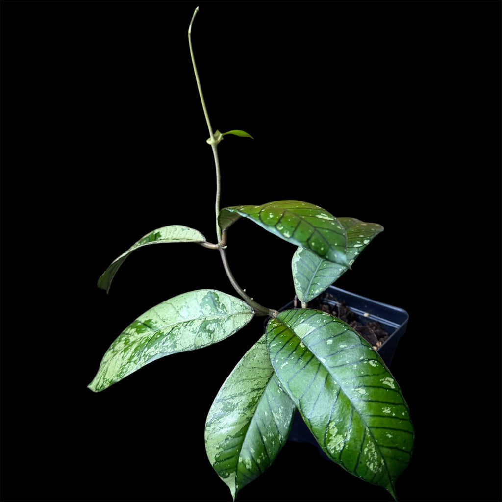 Hoya gunung gading ghost