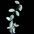 Hoya nova ghost