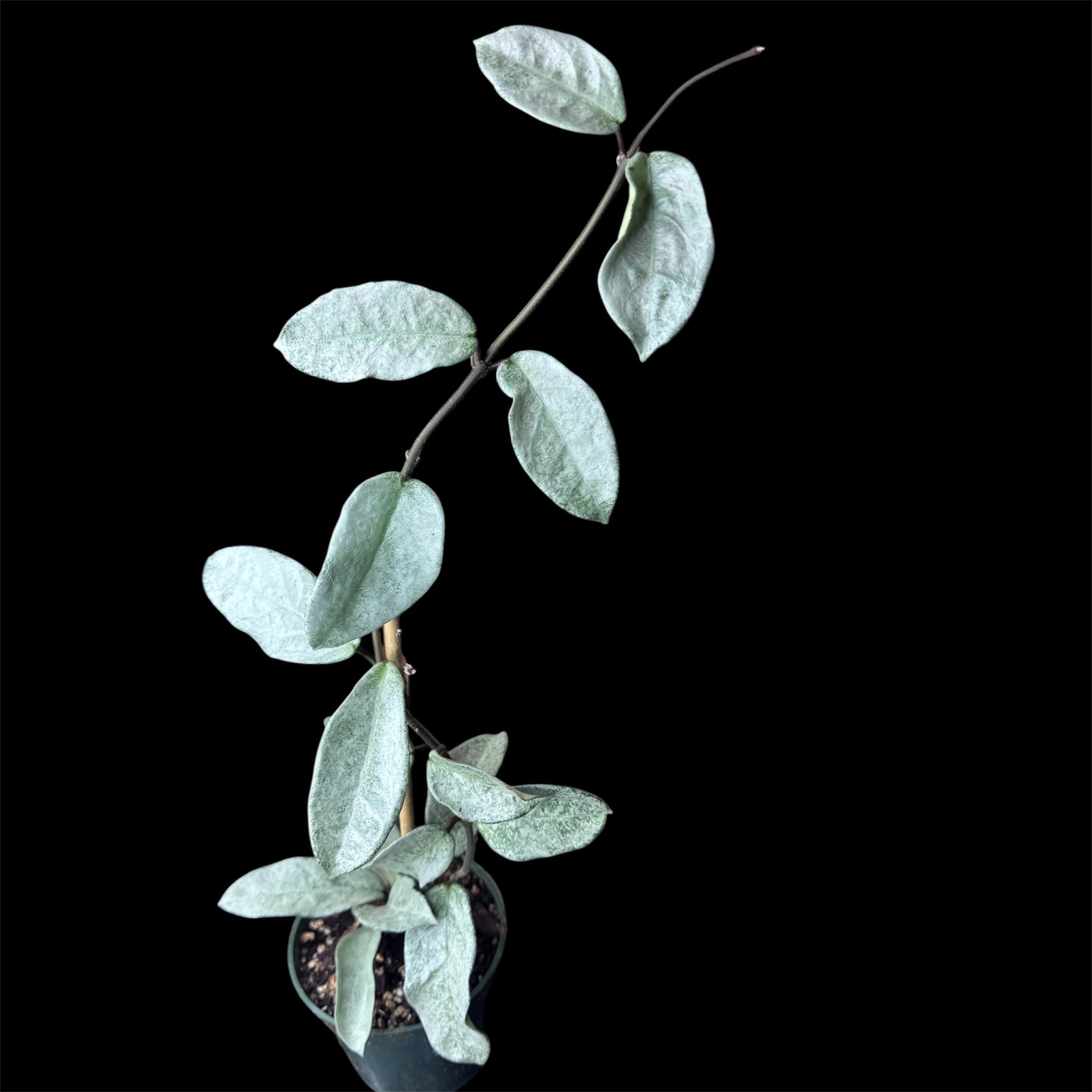 Hoya nova ghost