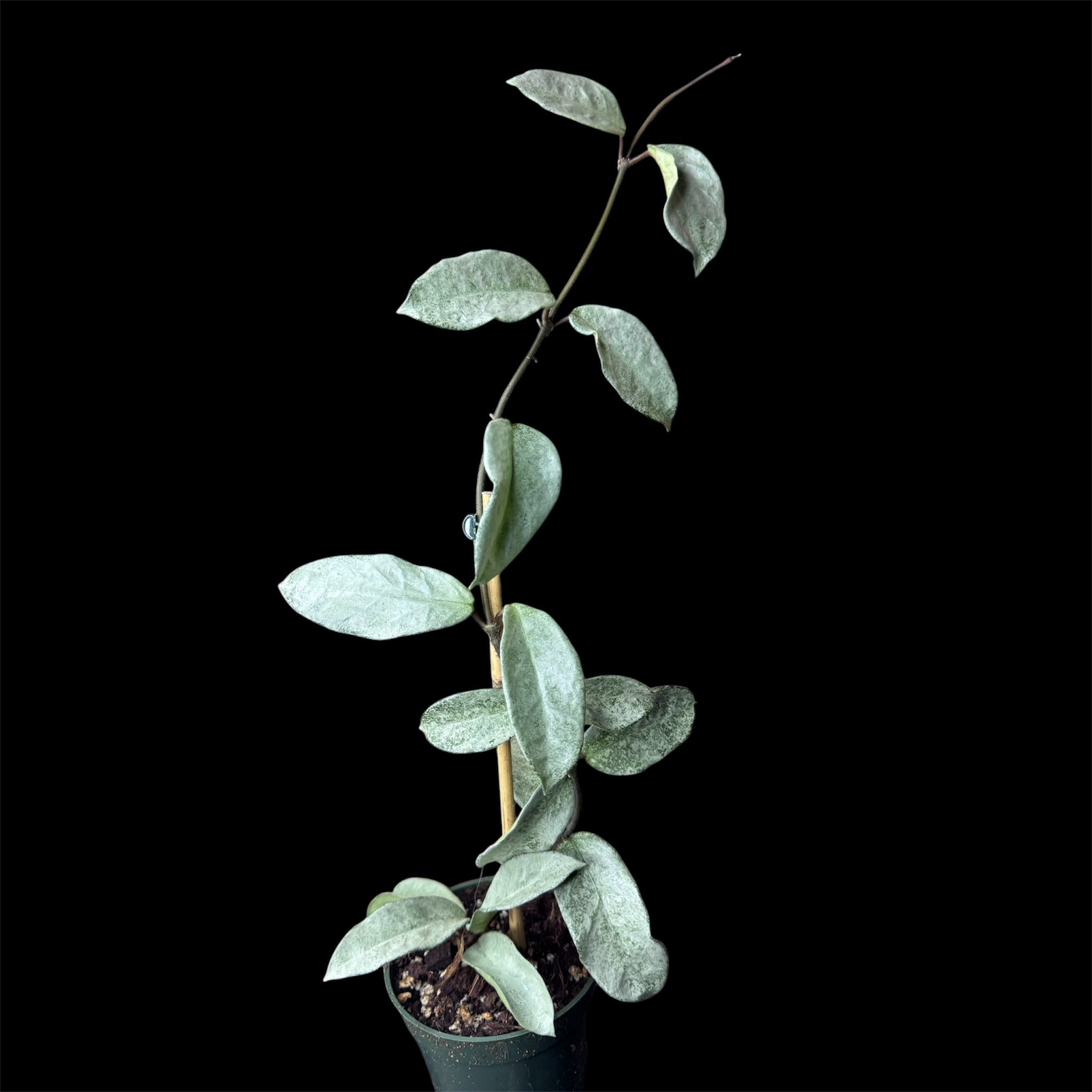 Hoya nova ghost