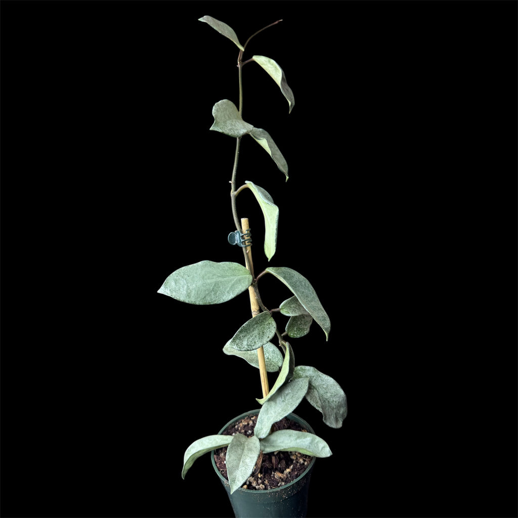 Hoya nova ghost