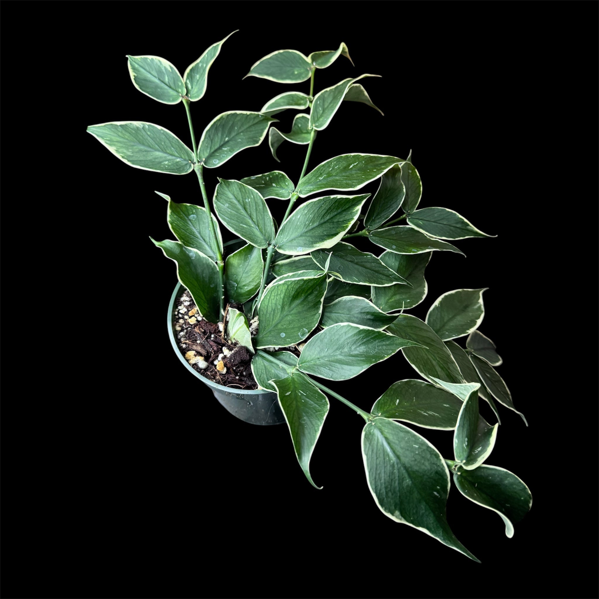 Hoya polyneura albomarginata