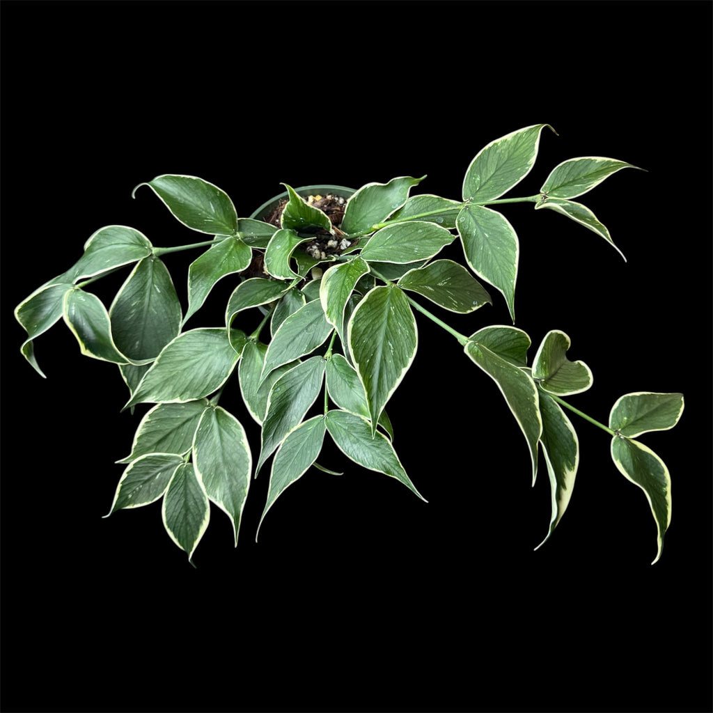 Hoya polyneura albomarginata