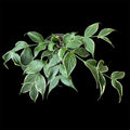 Hoya polyneura albomarginata