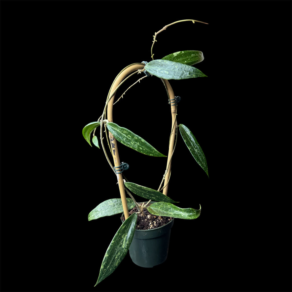 Hoya sp. Loei Province