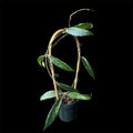 Hoya sp. Loei Province