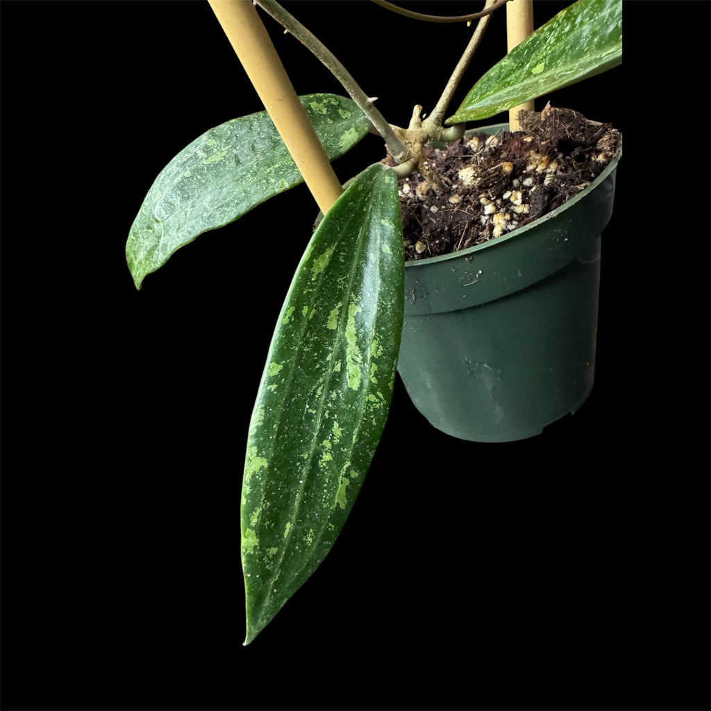 Hoya sp. Loei Province