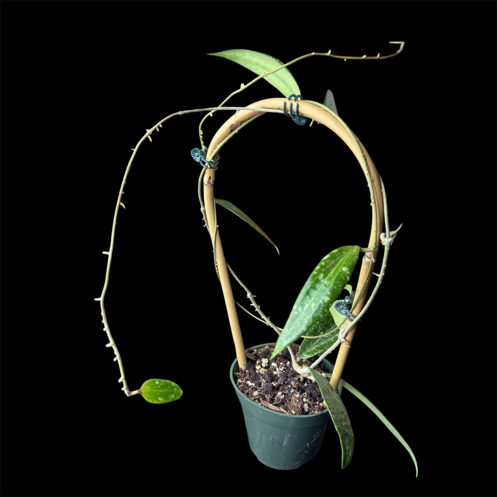 Hoya sp. Loei Province