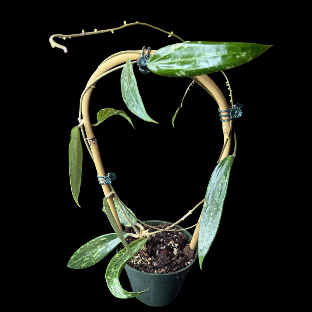 Hoya sp. Loei Province