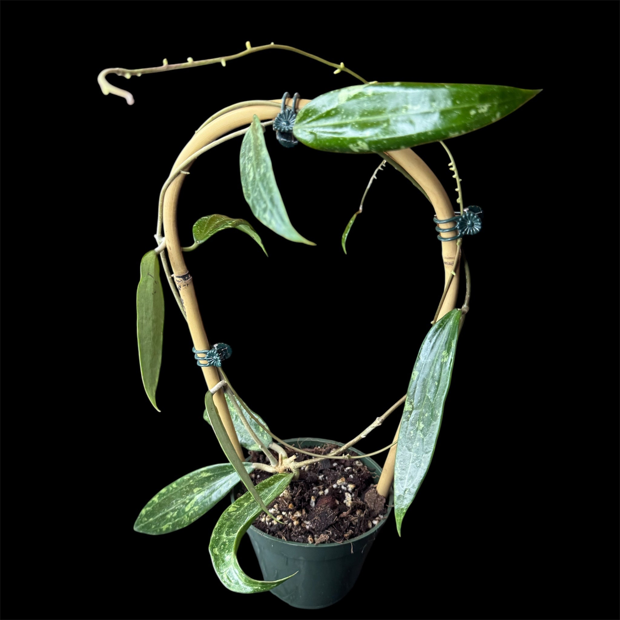 Hoya sp. Loei Province