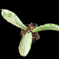 Hoya mitrata silver
