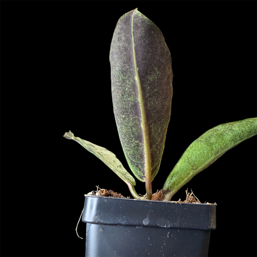 Hoya mitrata silver