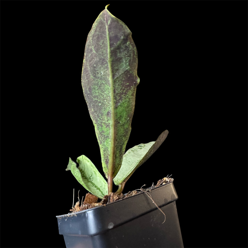 Hoya mitrata silver