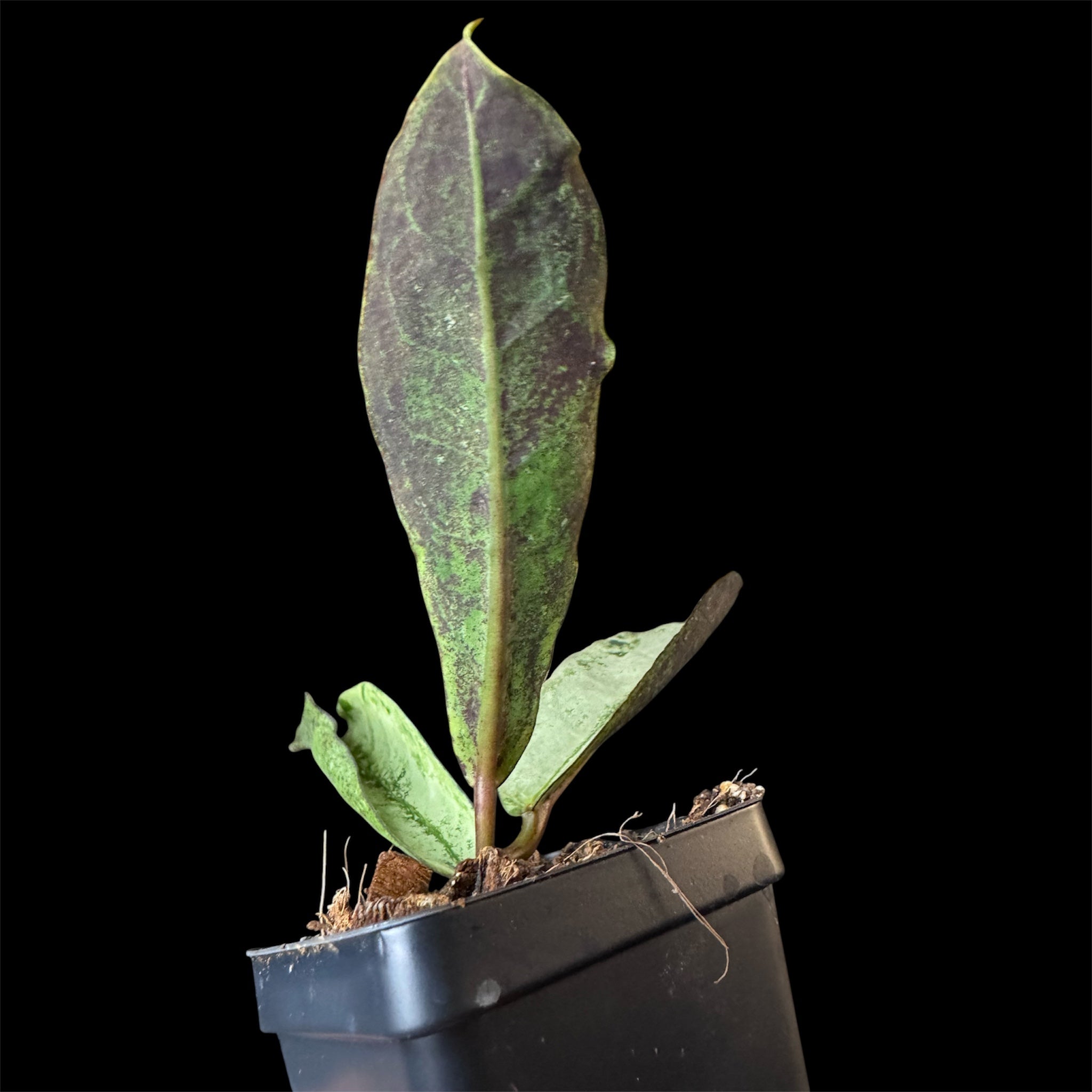 Hoya mitrata silver