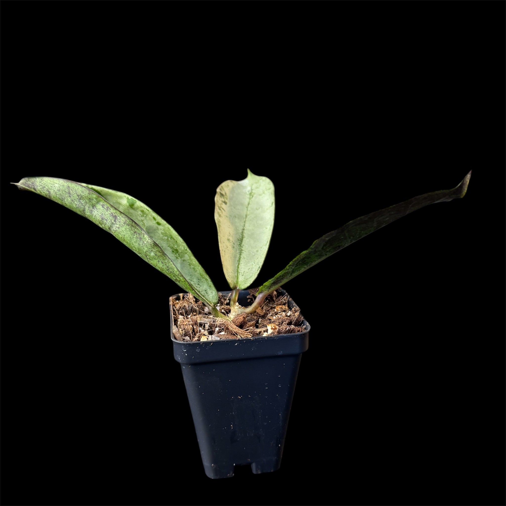 Hoya mitrata silver
