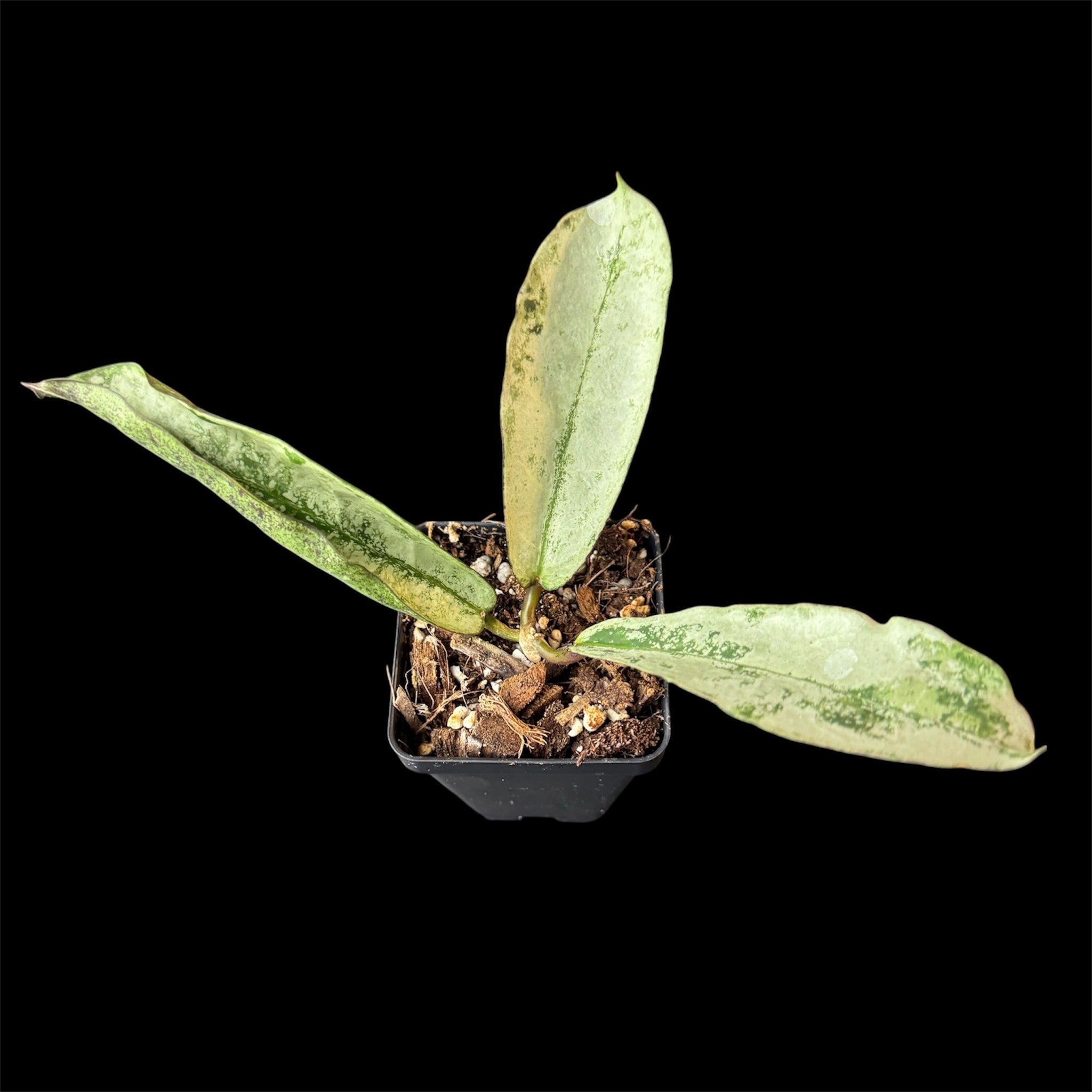 Hoya mitrata silver