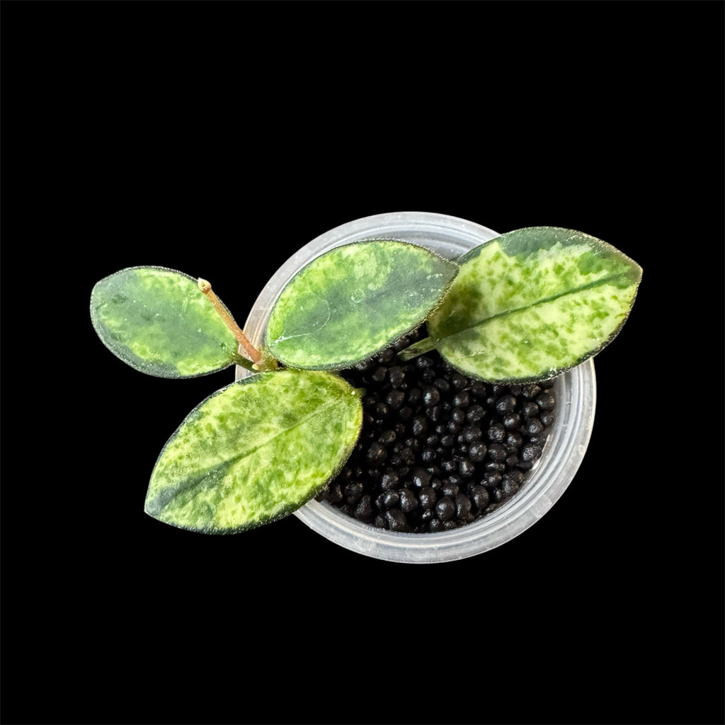 Hoya mathilde "dapple" variegated