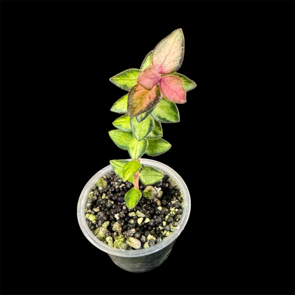Hoya chinghungensis variegated