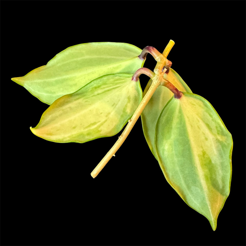 Hoya merrillii variegated cutting C (midcut)