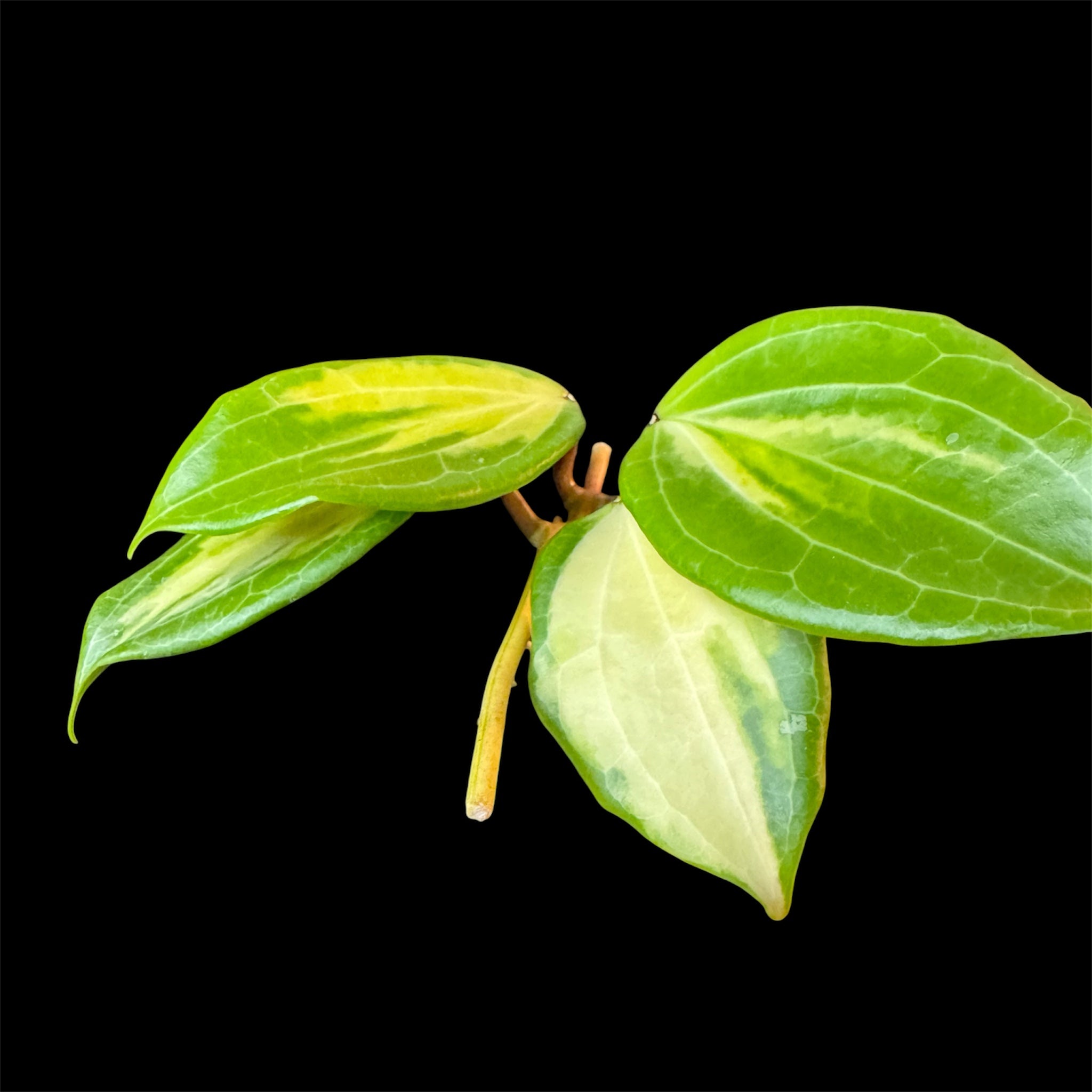 Hoya merrillii variegated cutting C (midcut)