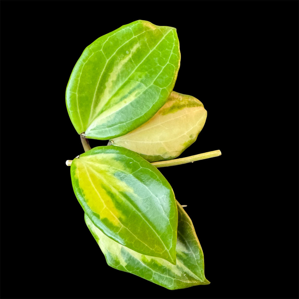 Hoya merrillii variegated cutting C (midcut)