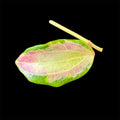 Hoya merrillii variegated cutting B (midcut)