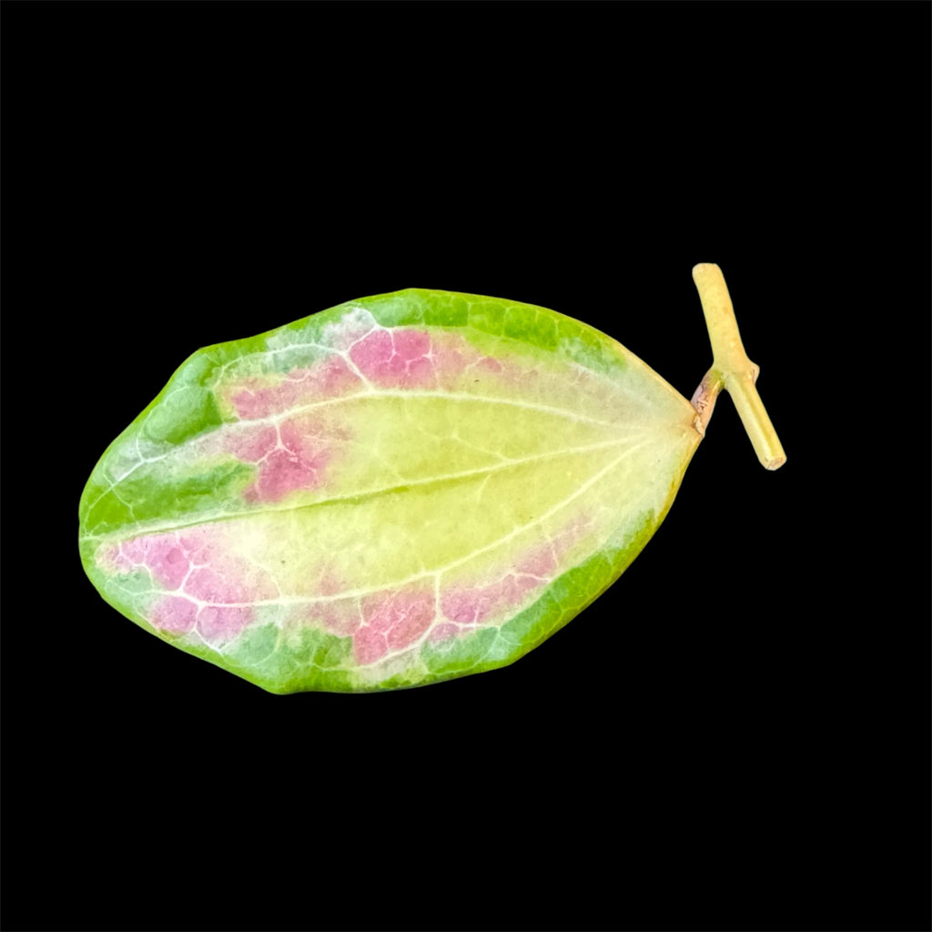 Hoya merrillii variegated cutting A (midcut)