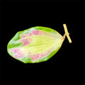 Hoya merrillii variegated cutting A (midcut)